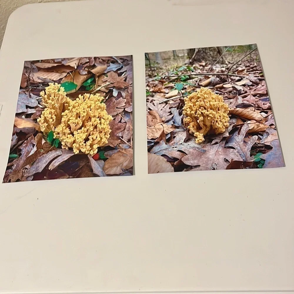 𝅺coral‎ Mushrooms 8x10 Photo Print Set